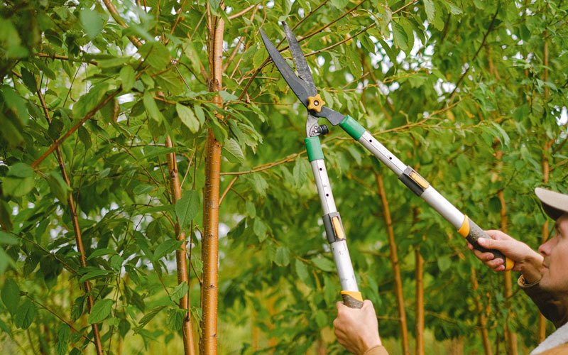 Tree trimming in Larslan, MT
