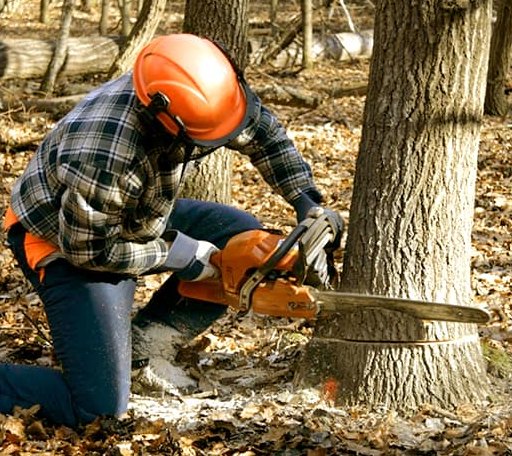 Tree Removal in Larslan, MT